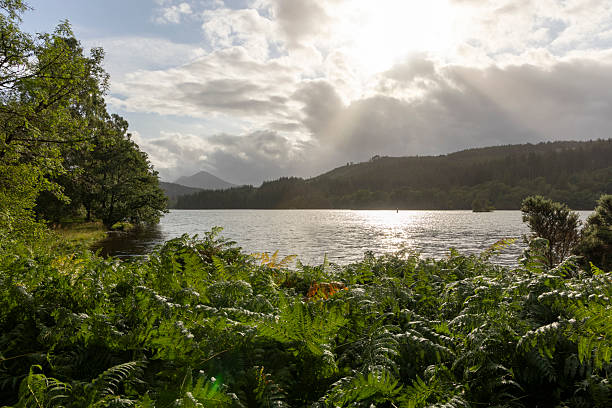 istock A lake with a cloudy sky and a tree in the foreground 2230090669