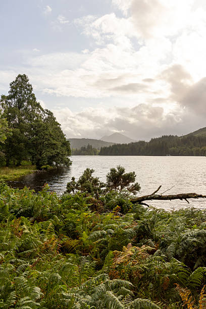 istock A lake with a tree in the foreground and a cloudy sky in the background 2230090792