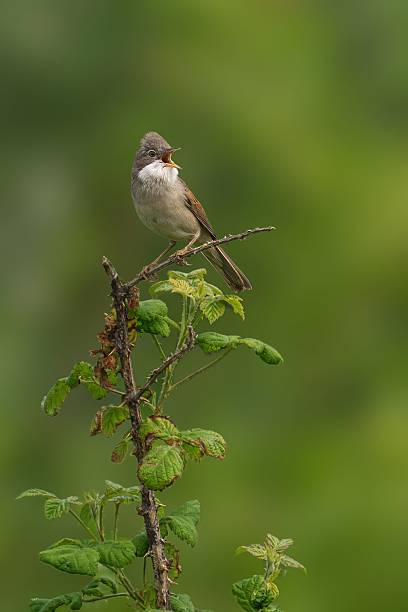 istock Bird on Branch with Green Background 2230090865