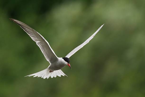 istock Graceful tern in flight with outstretched wings. 2230090921