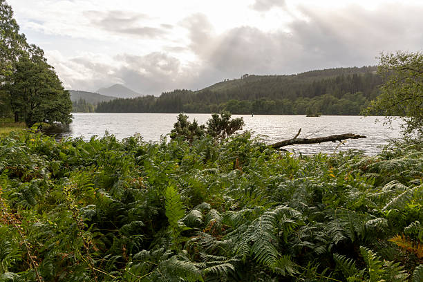 istock A forest with a lake in the background 2230090979