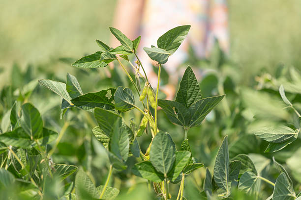 Female farmer inspecting plants in growing soybean garden