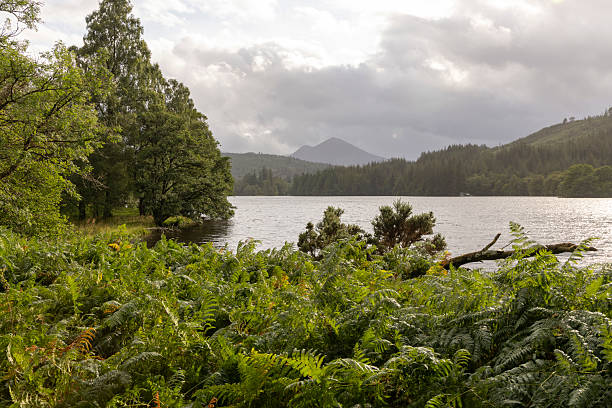 A lush green forest with a lake in the background