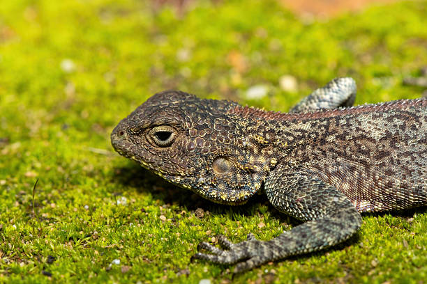 istock Southern Rock Agama (Agama atra), also known as a southern African rock agama, on Mossy Ground 2230092981