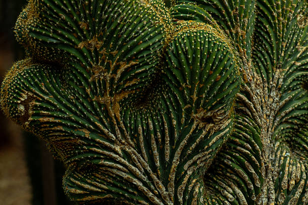 A prime example of a rare crested saguaro cactus, with adjacent normal-growth saguaros.