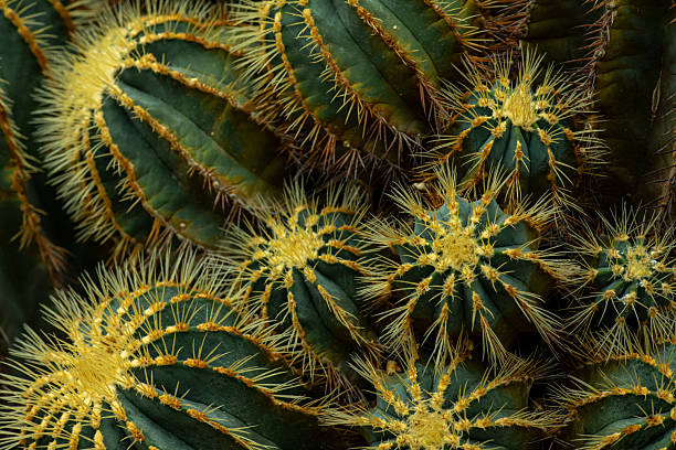 istock Dense of Ferocactus or Barrel Cactus cacti spiky ribbed barrel spherical shape large spines and small flowers 2230093218