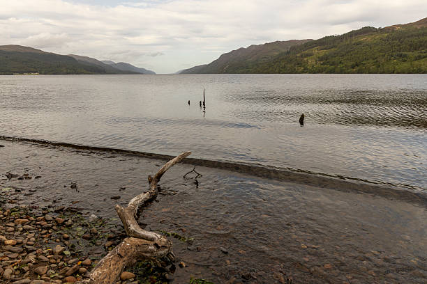 A large body of water with a tree branch floating on top. The water is calm and peaceful