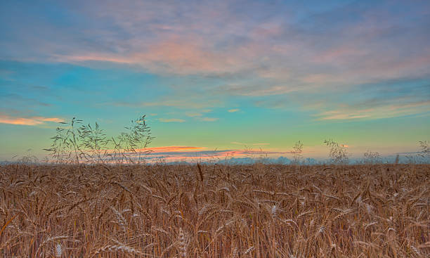 istock Beautiful sunrise in a field with golden wheat 2230094276