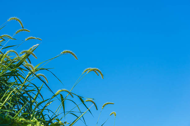 This photo was taken in the forest and mountains on a clear, blue summer day.