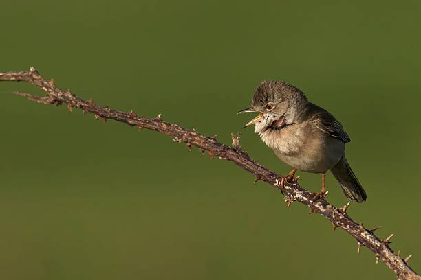 istock Bird on Thorny Branch 2230095767