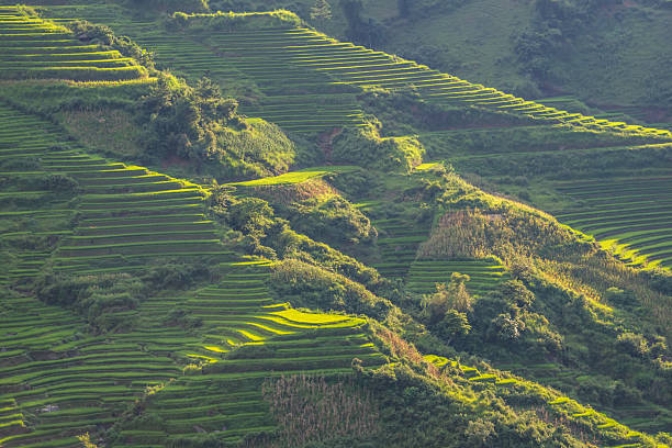 Rice fields on terraces of Mu Cang Chai, YenBai, Vietnam.  Rice fields in Northern of Vietnam.