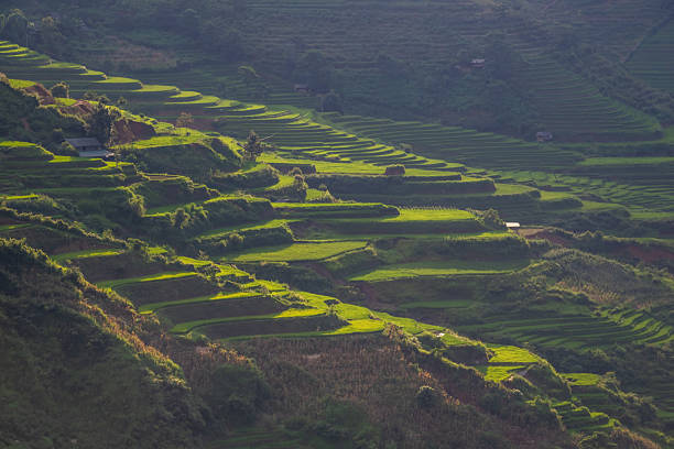 Rice fields on terraces of Mu Cang Chai, YenBai, Vietnam.  Rice fields in Northern of Vietnam.