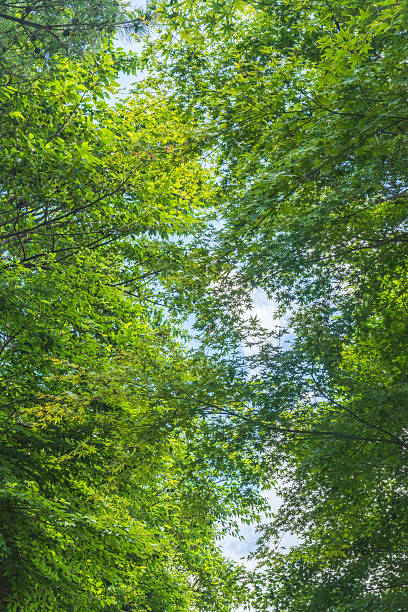 istock Looking up at the sky through the gaps between the trees in the summer mountains 06 2230096190