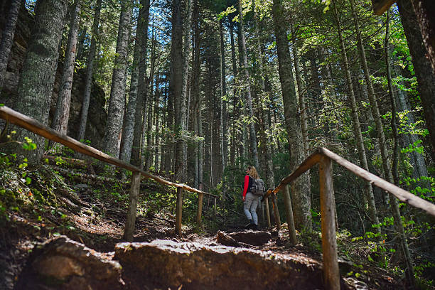 A hiker climbs a serene forest pathway surrounded by tall trees and dappled sunlight, embodying exploration, nature appreciation, and outdoor adventure.