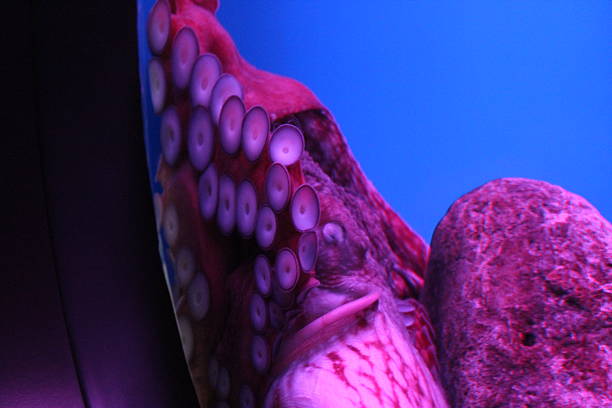istock A magnificent octopus purple octopus in aquarium stuck to wall 2230096668