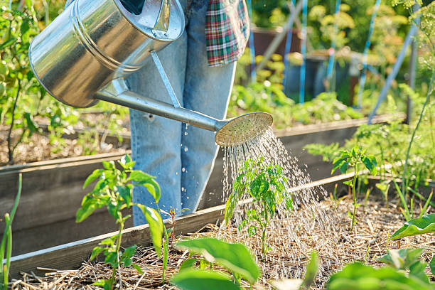 istock Gardener with watering can watering bell paper plants 2230096861
