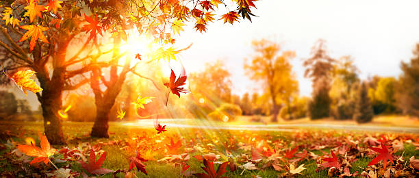Maple Trees And Orange Foliage In Park With Falling Leaves - Abstract Flare Effects