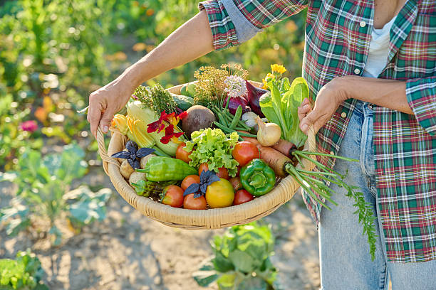 istock Basket with different fresh vegetables herbs in woman's hands outdoor 2230097038