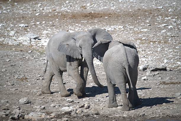 A tender moment in the African savanna: an elephant family walking side by side while the calf follows closely under the gentle protection of its mother. A powerful symbol of love, unity, and the strength of family in the wild.