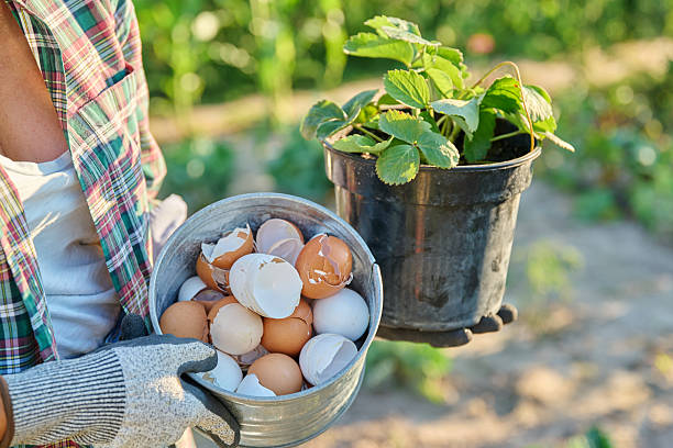 istock Fertilizing strawberry plants with eggshells, outdoor kitchen vegetable garden 2230097519