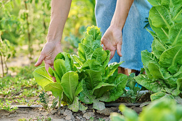 istock Plants of lettuce leaves grown in soil with drip irrigation using organic technologies 2230097609