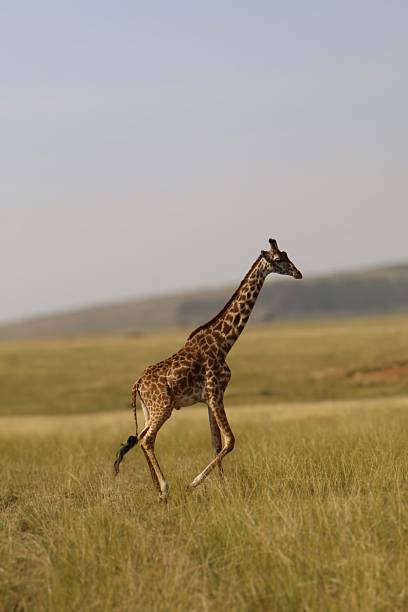 istock Young Giraffe Walking in the African Savanna 2230097660