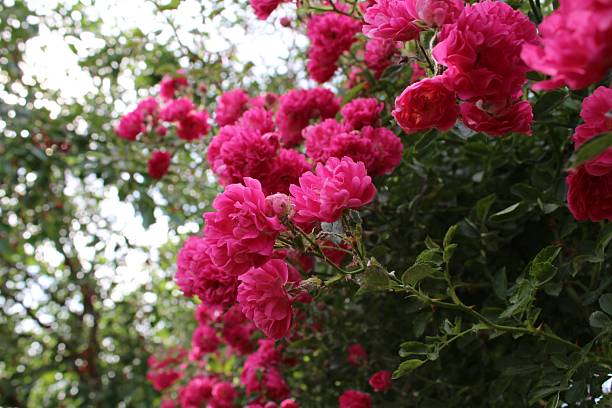 istock Vibrant pink roses in bloom 2230098094