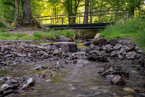 A serene forest stream with rocks and a small bridge under lush green trees on a sunny day.