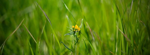 istock Yellow flower in lush green grass 2230099232