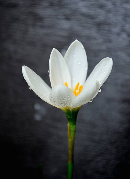 istock Zephyranthes candida, with common names that includes autumn Zephyr lily, white wildflower and Peruvian swamp lily, is a species of rain lily. Amarydllidaceae. White fairy lily 2230101157
