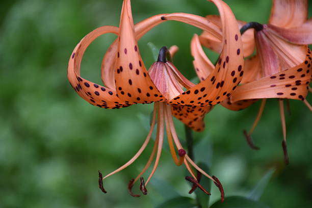 istock A lily in the garden 2230103004
