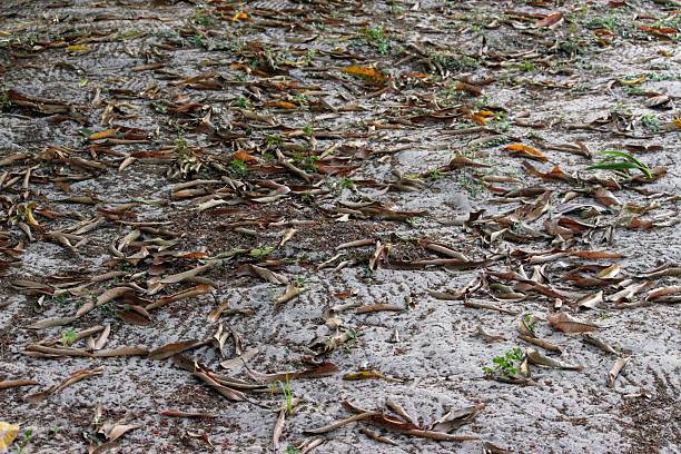 istock Dried leaves fallen on the sandy ground 2230103068