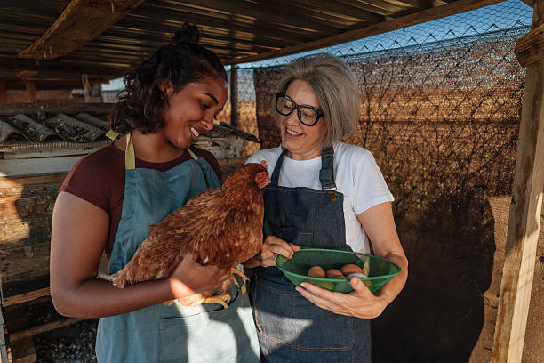 istock Farmers holding hen and fresh eggs in chicken coop 2230104106