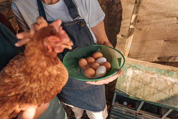 istock Farmers holding hen and fresh eggs in chicken coop 2230104117