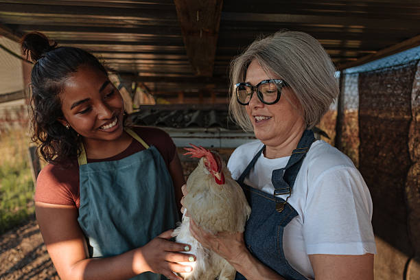 istock Farmers holding a hen in a chicken coop 2230104119
