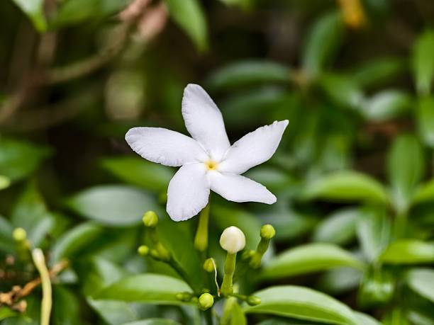 istock Mondokaki Flower (Tabernaemontana Divaricata) in the morning 2230104341