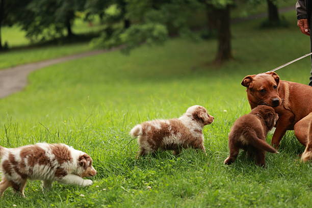 istock Group of dogs playing in a grassy field 2230105399