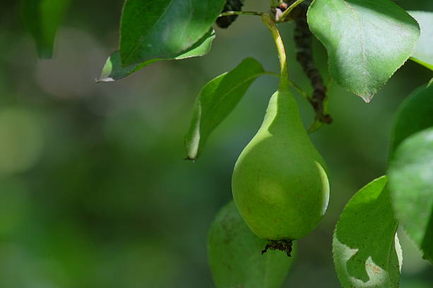 A vibrant green pear is suspended from a branch, embraced by lush leaves, illuminated by gentle sunlight, highlighting the natural beauty of fruit in its growth stage