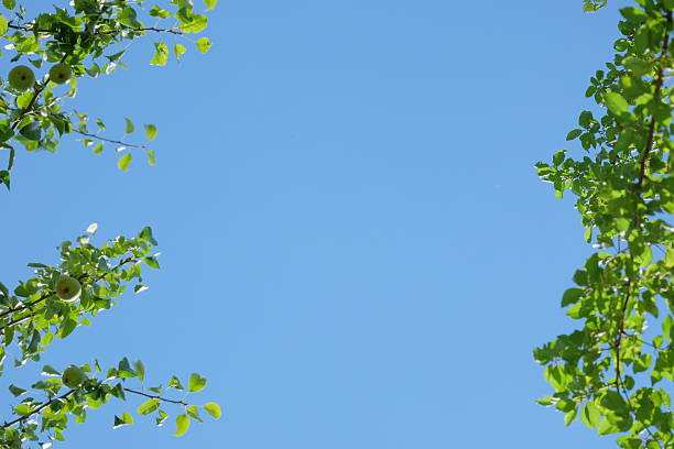 Green foliage surrounds a bright blue sky, providing a calming view that evokes feelings of serenity and connection with nature, perfect for peaceful moments