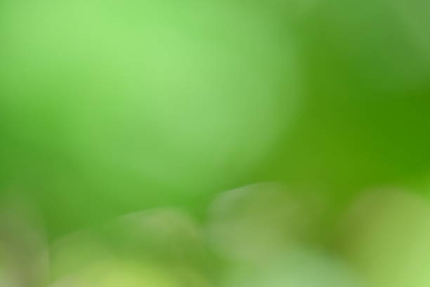 istock Soft focus green abstract background with blurred foliage, creating a serene and tranquil atmosphere, ideal for nature-themed designs and calming visuals 2230105455