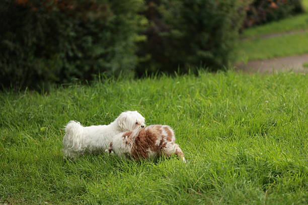 Two dogs are playing in a grassy field. One is white and the other is brown. Scene is playful and joyful