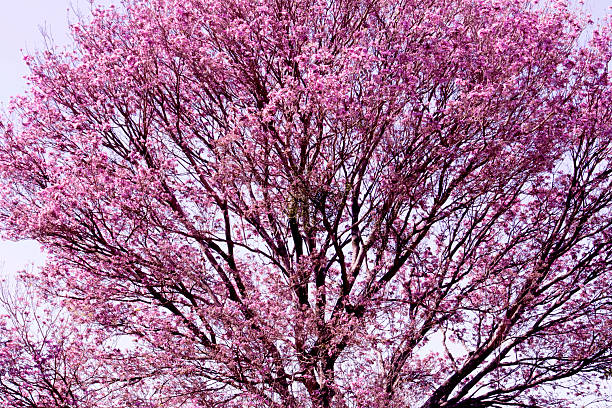 This is a picture I imagined.\nI do not use photos or illustrations for reference.\nImage rendered by 3D software.
