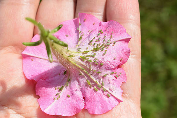 istock Petunia flower with colony of aphids 2230106088