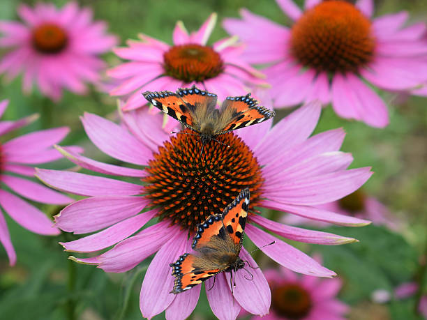 istock Small tortoiseshell (Aglais urticae) butterflies on Echinacea purpurea flower 2230106097