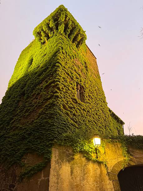 Old tower taken over by nature