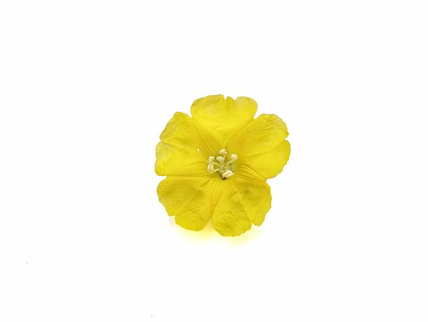 istock Morning glory flower (Ipomoea sp) isolated on white background 2230106881