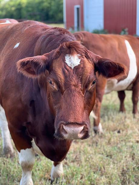 istock Brown cow close-up in a field. 2230108265