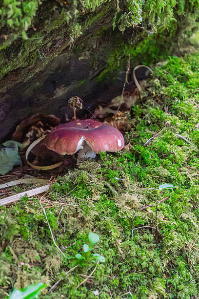 A Beautiful Mushroom Thriving Amidst Lush Green Moss in a Serene Natural Setting