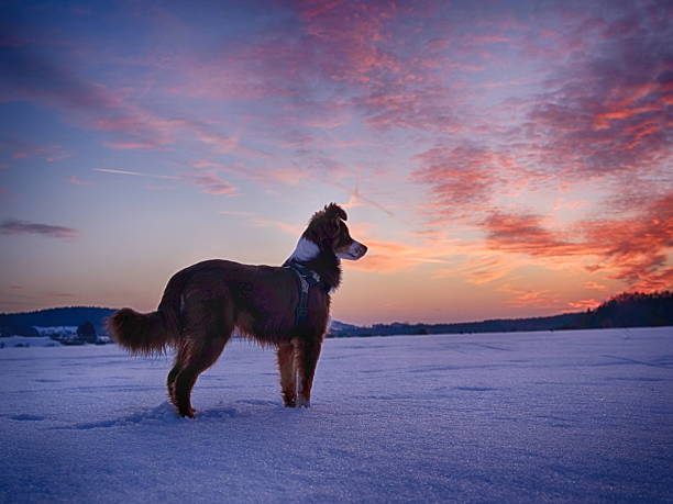 Beautiful happy calm dog in the snow with eyes closed and sunset lighting the trees behind - sweet ini aussie sits in winter weather.