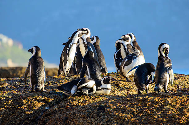 istock African Penguins at Seaforth Beach, Cape Town 2230109332